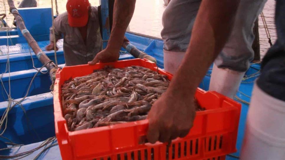 ¡No es negocio! Intermediarios regatean el kilo de camarón: lo compran en $40