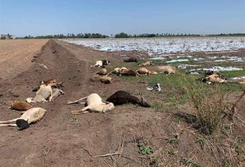 Mueren envenenadas 30 borregas al sur de Los Mochis