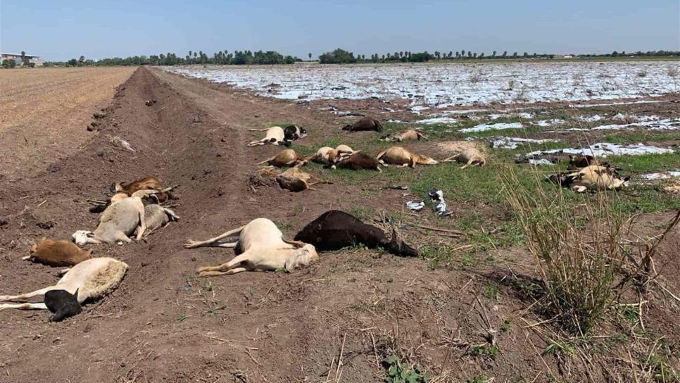 Mueren envenenadas 30 borregas al sur de Los Mochis