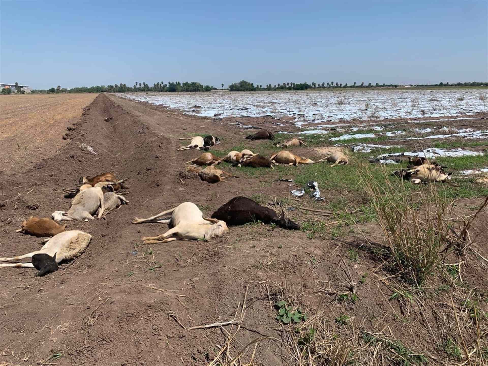Mueren envenenadas 30 borregas al sur de Los Mochis