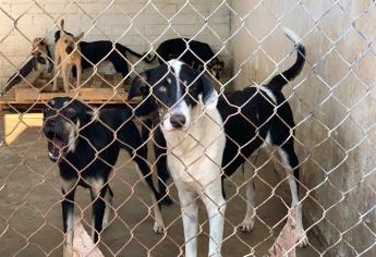 Inician brigadas de vacunación antirrábica canina y felina en Los Mochis