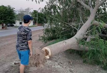 Acusan a particular de envenenar” y talar árboles en Los Naranjos y Terranova