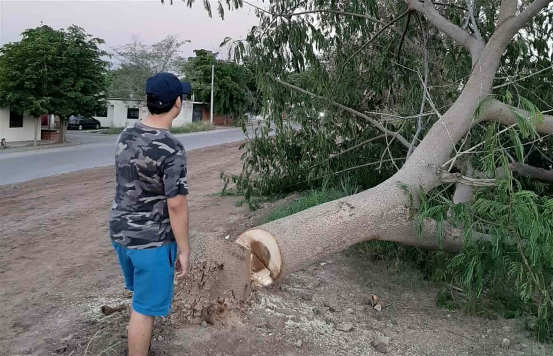 Acusan a particular de envenenar” y talar árboles en Los Naranjos y Terranova