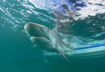 Alertan que tiburones pueden ser víctimas masivas del Covid-19