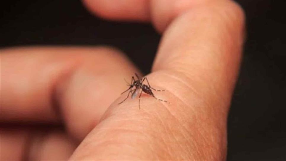 Centro, Madero, Obrera y 12 de Mayo, colonias con focos rojos por dengue en Mazatlán