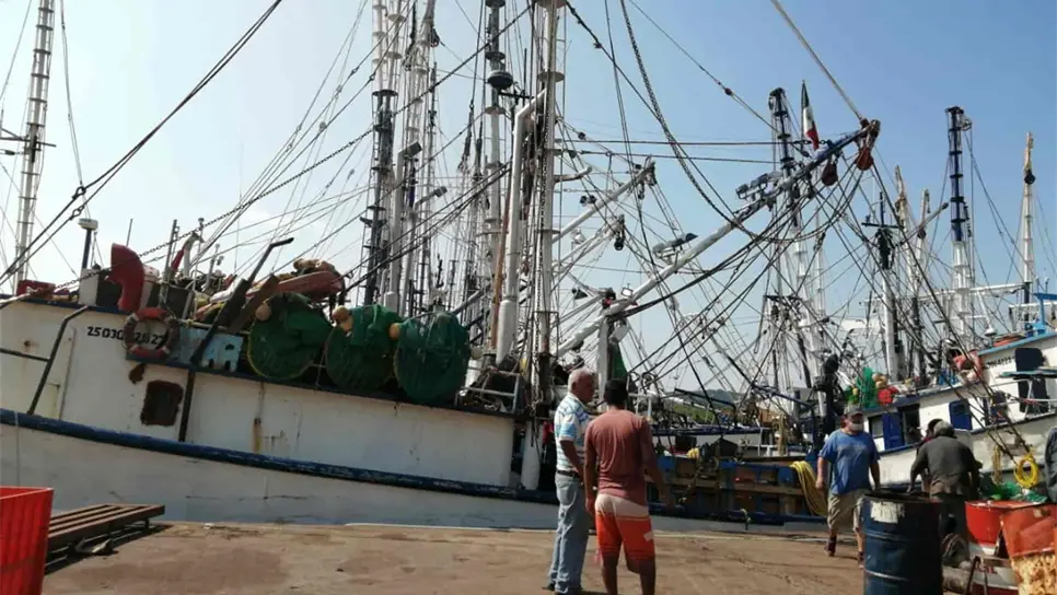 Hasta un 50 % se ha perdido la producción de camarón en últimos años