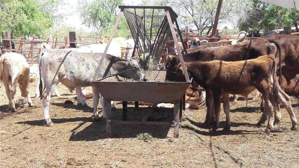 Año de sequía para Sinaloa afecta a ganaderos
