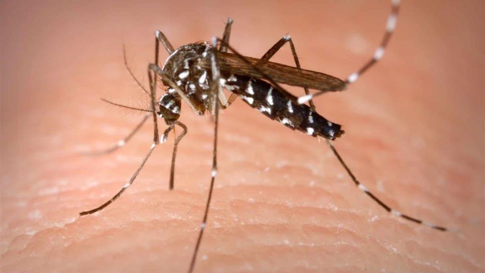 Desde Pradera Dorada hasta Urías, las colonias mazatlecas con más casos sospechosos por dengue