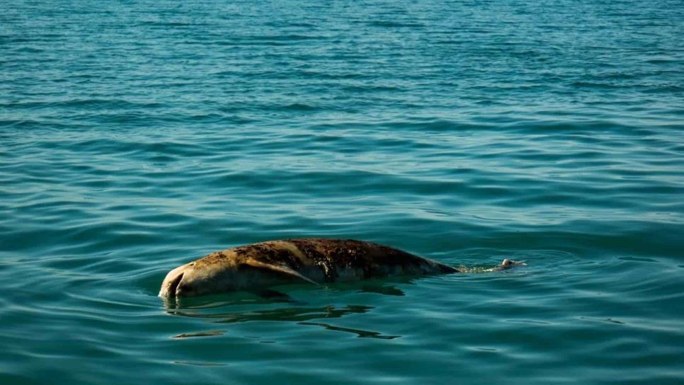 Barco de Sea Shepherd regresa a labores para salvar vaquita marina en México