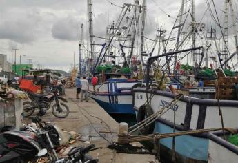 Un tercio de embarcaciones camaroneras en Mazatlán no pudieron salir esta temporada