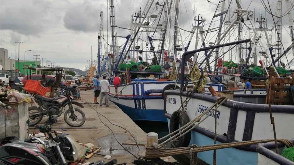 Un tercio de embarcaciones camaroneras en Mazatlán no pudieron salir esta temporada
