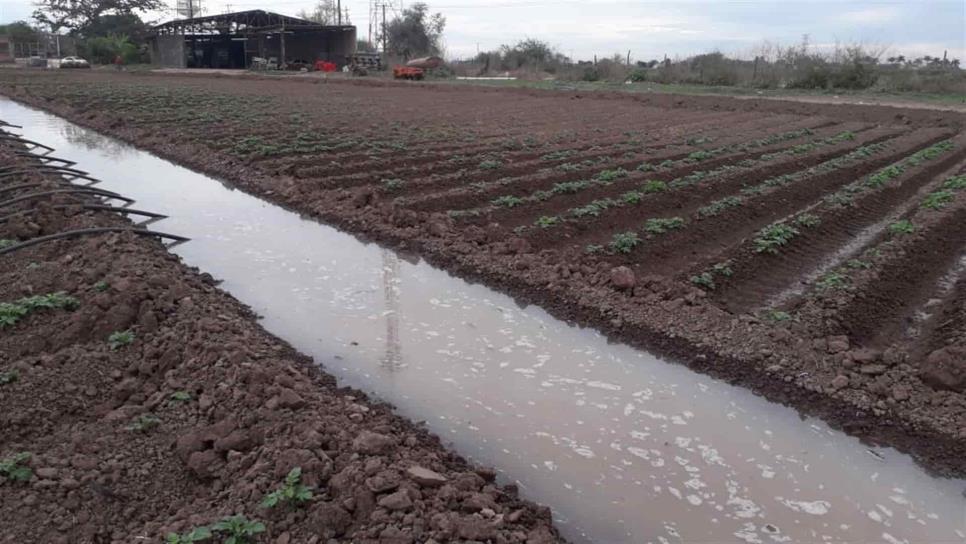 Ajustada la agricultura de Sinaloa ante la falta de lluvias