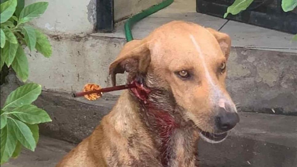 Atraviesan con flecha a perro en el sector Villa Fontana en Culiacán Atraviesan con flecha a perro en el sector Villa Fontana en Culiacán