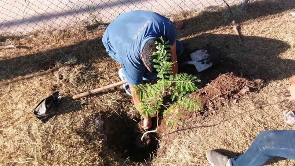 Suman 7 colonias beneficiadas con la donación de árboles