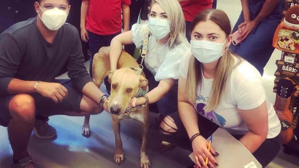 Ya tiene familia “Romeo”, el perro que fue atravesado con flecha en Culiacán