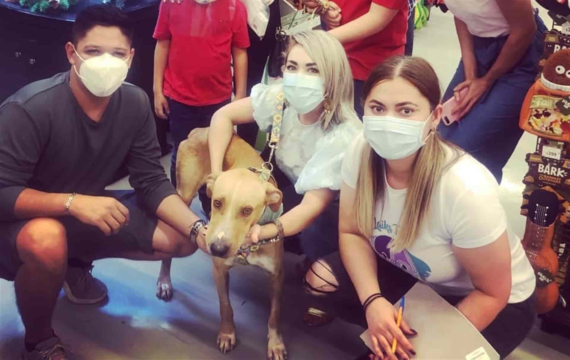 Ya tiene familia “Romeo”, el perro que fue atravesado con flecha en Culiacán