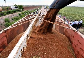 En riesgo producción y exportación de sorgo a China: AARFS