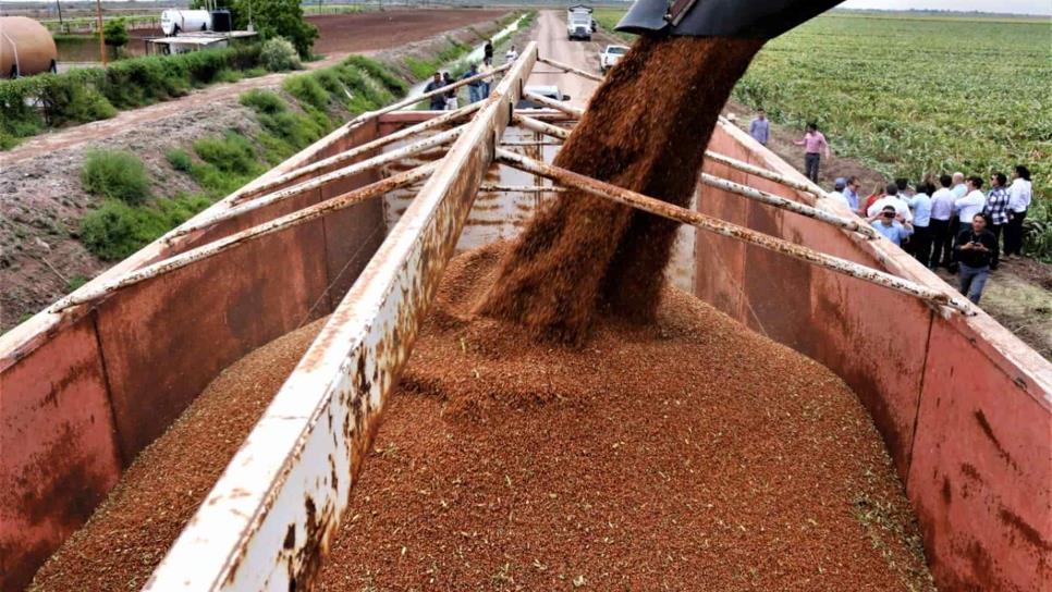 Sinaloa planea exportar 80 mil toneladas de sorgo a China