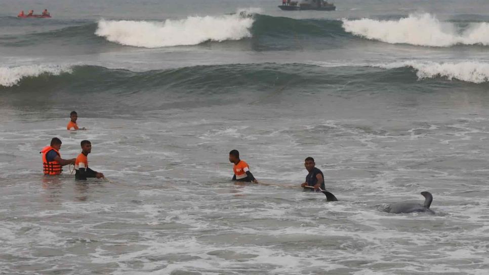 Sri Lanka salva a 120 ballenas varadas con la ayuda de cientos de voluntarios