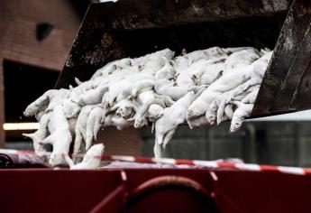 OMS investiga sacrificio de millones de visones en Dinamarca por coronavirus