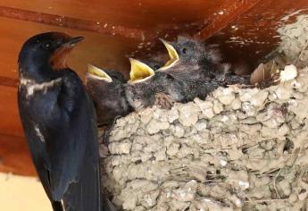 La polución por ruido y luz impacta en la reproducción de los pájaros en EEUU