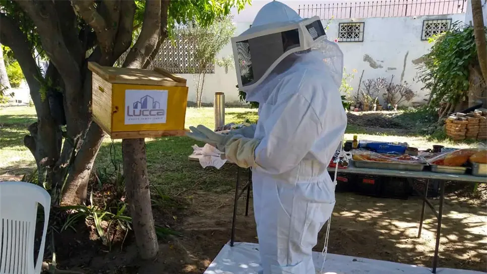 Si ves abejas, ¡No las mates! Llama a las autoridades para que las pongan a salvo