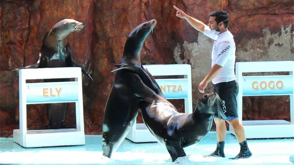 Remodelarán el área de exhibición de Lobos Marinos en el Acuario Mazatlán