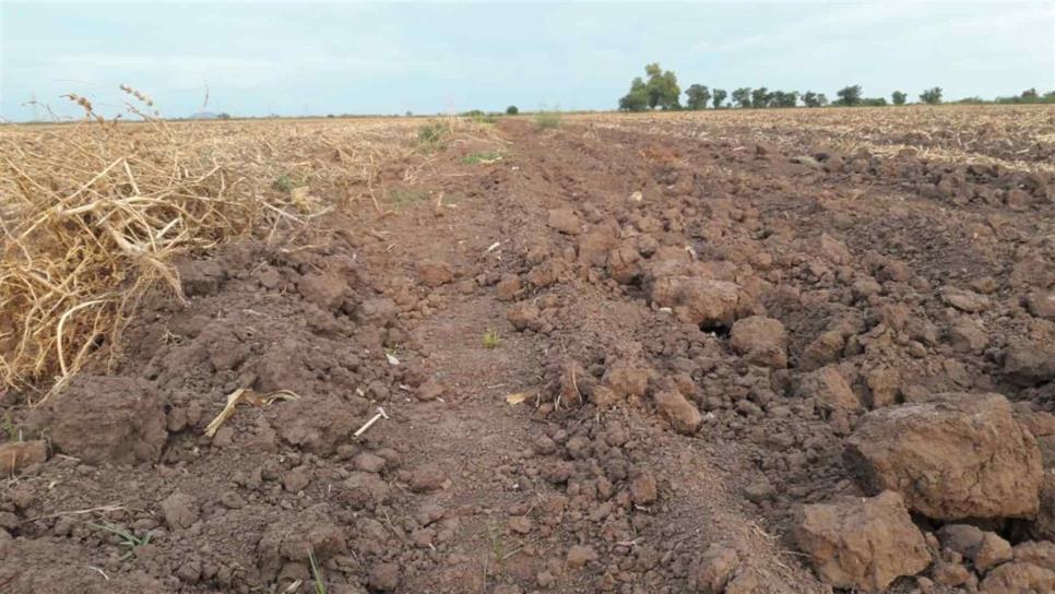 Reporta CNC más de 20 mil hectáreas de temporal siniestradas por sequía