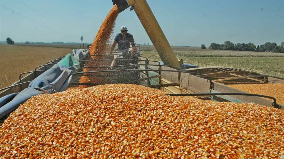 Bajan los precios de maíz y trigo