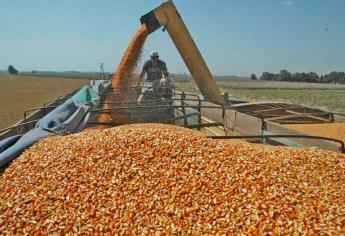 Baja precio del maíz y trigo en la Bolsa de Chicago