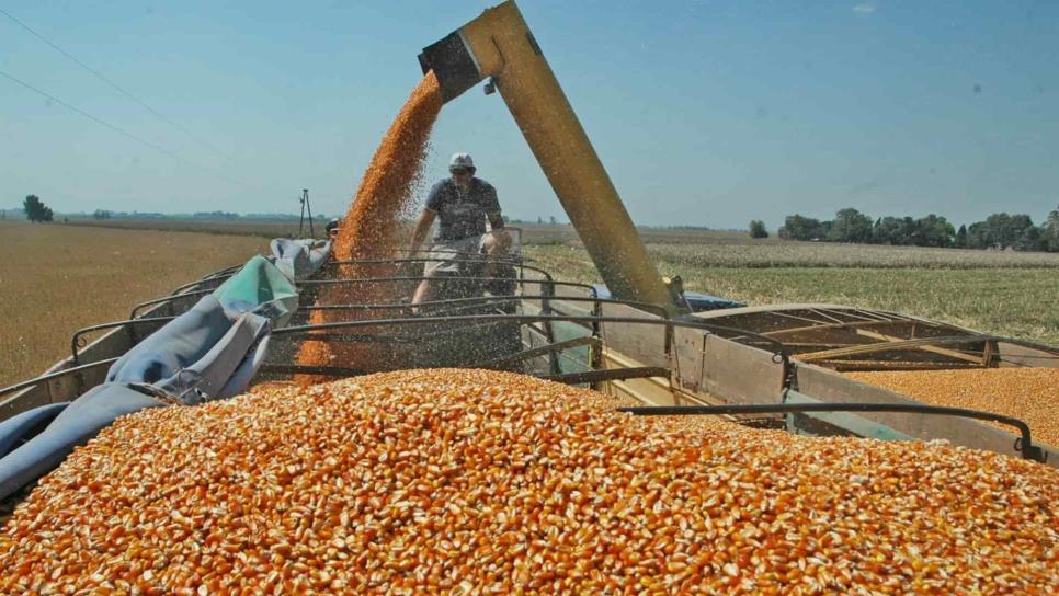 Baja precio del maíz y trigo en la Bolsa de Chicago