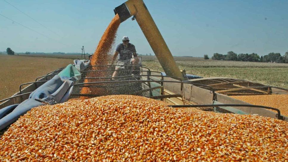 Se mantienen a la baja precios de maíz y trigo