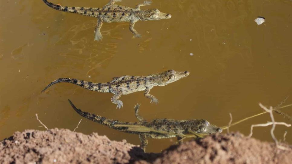 Liberan a 280 crías de cocodrilo en la laguna de Chiricahueto