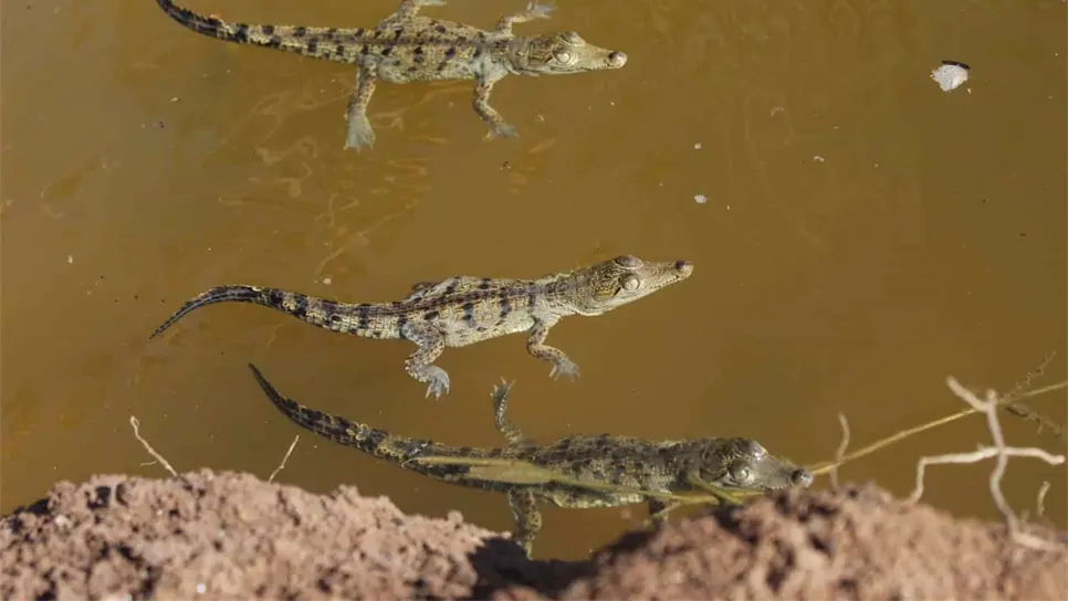 FOTO: Gobierno de Sinaloa.