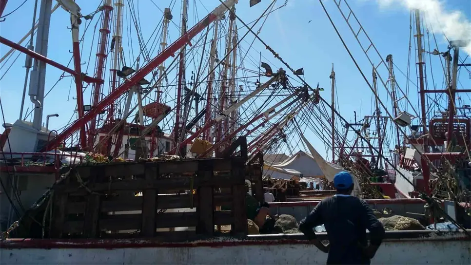 La mitad de los barcos camaroneros de Mazatlán están sin trabajar