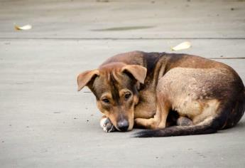 En Culiacán, vecinos envenenan a perros y gatos de la colonia Miguel Hidalgo