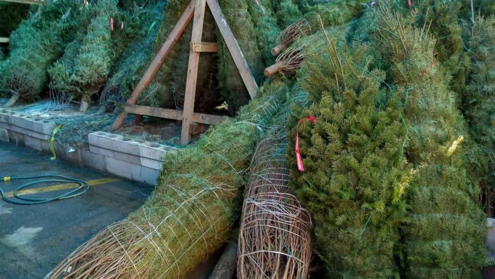 Pinos navideños naturales no dañan al medio ambiente: Conafor