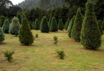 Productores mexicanos ponen en venta más de 500 mil árboles de Navidad