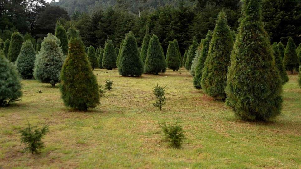 Productores mexicanos ponen en venta más de 500 mil árboles de Navidad