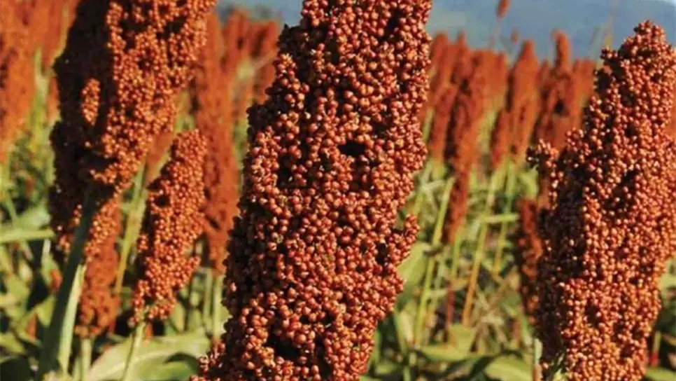 Definen lineamientos para exportación de sorgo a China