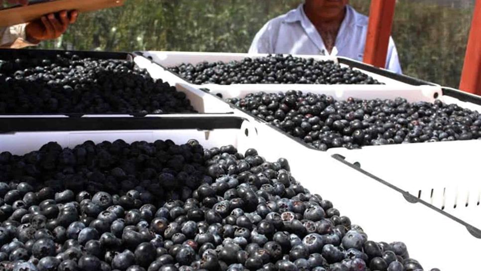 EU mantiene investigación contra productos hortícolas de Sinaloa