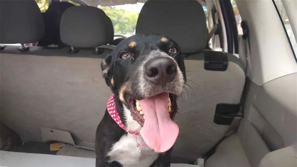 Santa Claus no regala mascotas, la mayoría termina en situación de calle