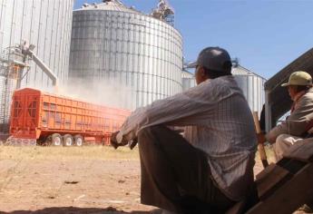 Productores sacan trigo de bodega en Estación Francisco, Ahome