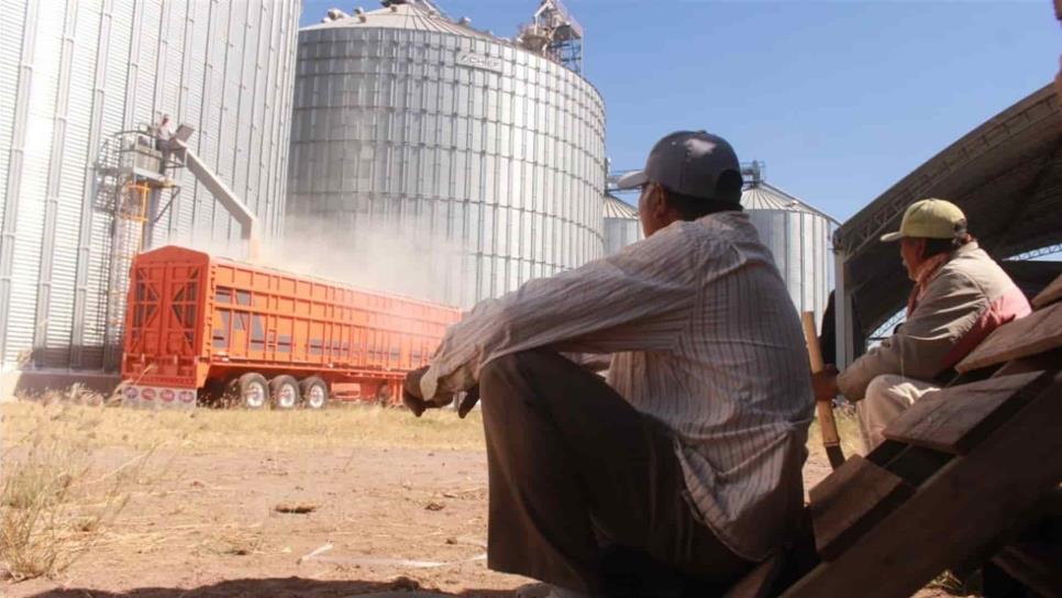 Productores sacan trigo de bodega en Estación Francisco, Ahome