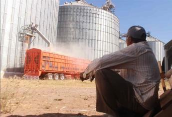 Industriales exhortan a no comprar trigo robado en El Carrizo