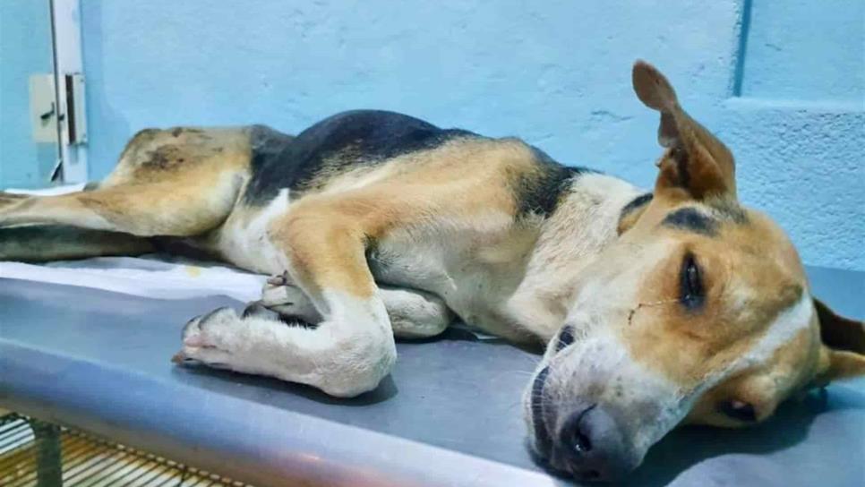 Sentencian a agresor de Chuchito a pagar $5 mil y prometer ya no maltratar animales