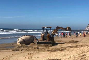 Encuentran ballena muerta en playa de Mazatlán