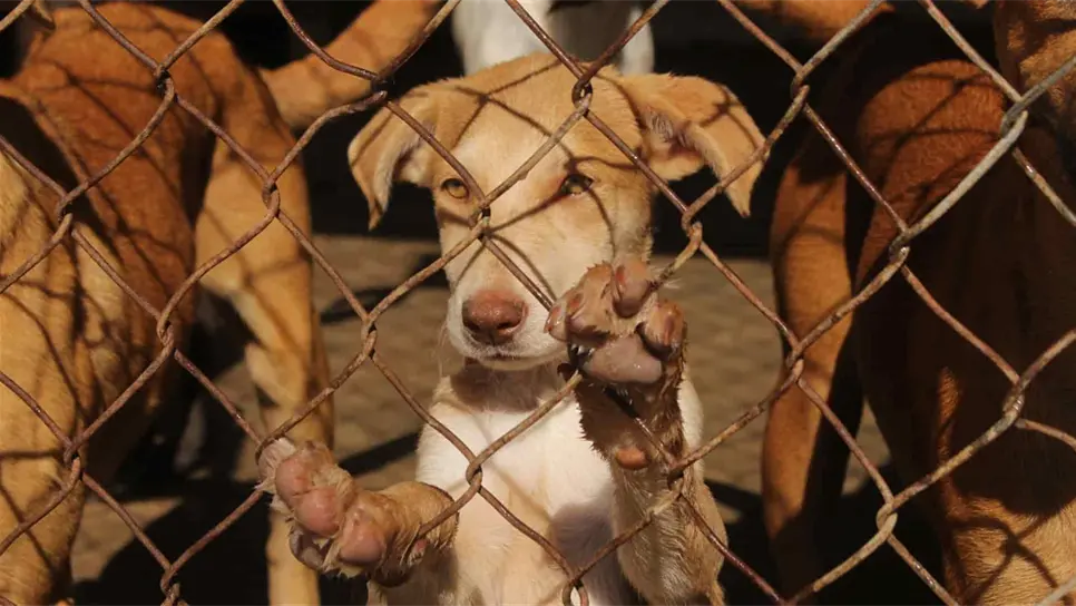 Los perros sufren tres veces más por cuetes que los humanos: Protección Civil