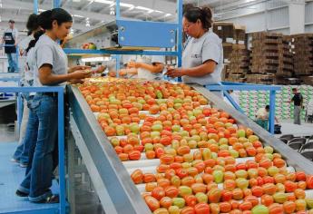 Superávit agroalimentario de México supera los 10 mil millones de dólares