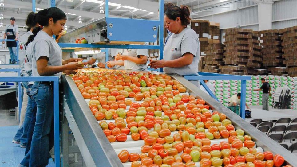 Superávit agroalimentario de México supera los 10 mil millones de dólares